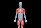 Idiopathic Inflammatory Myopathies (IIM): Classification, Clinical Features, Diagnosis, and Management