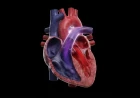 Cyanotic Heart Disease: Clinical Pathophysiology, Flow Classifications, and Management Protocols