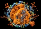 Aminoglycosides in Clinical Practice: Comprehensive Review of Mechanisms, Pharmacokinetics, and Therapeutic Applications