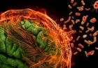 Pediatric Bacterial Meningitis: A Comprehensive Clinical Review for Frontline Clinicians